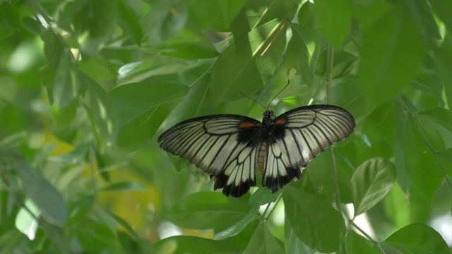 Black and white butterfly on tree