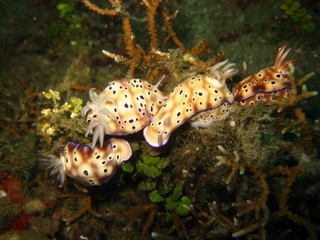 Nudibranchia