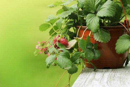 Alpine Strawberry Plant In Pot With Pink Flower On Green Background