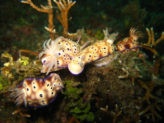 Meeresschnecke