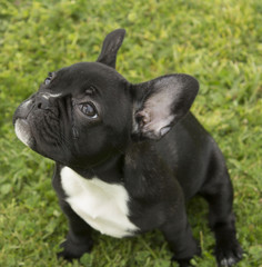 Perro Negro Bulldog 