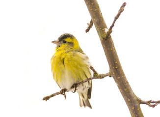 Male black-headed goldfinch