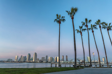 California Palm Trees and City of San Diego, California USA