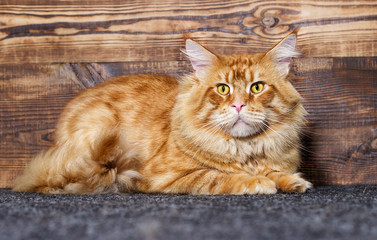 Plakat cat Maine Coon on a wooden background