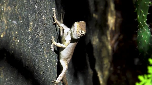 Oriental Garden Lizard (Calotes versicolor) Sitting on Stone