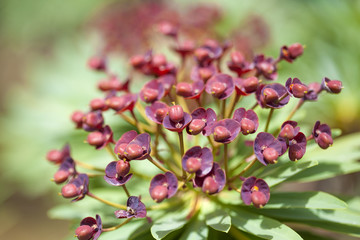 flora of Tenerife - Euphorbia atropurpurea