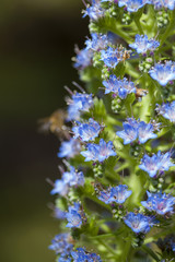 Obraz premium flora of Gran Canaria - Echium callithyrsum