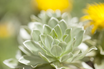 flora of Fuerteventura - Asteriscus sericeus