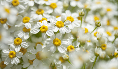 flora of Gran Canaria -  Gonospermum ferulaceum