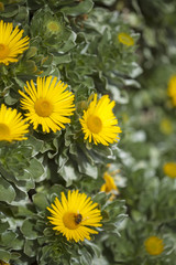 flora of Fuerteventura - Asteriscus sericeus