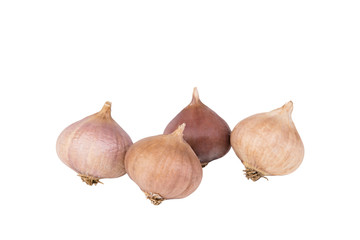 Vegetables garlic bulbs, harvest concept