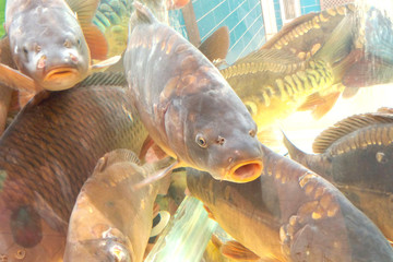 A big carp in the aquarium