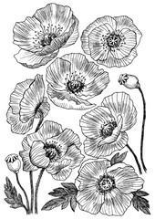 Poppy flower vector drawing set. Isolated wild plant and leaves. Herbal engraved style illustration. Detailed botanical sketch - 198964186