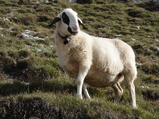 Obraz premium pecora all'alpeggio dolomiti