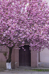 Pink sakura blossoming tree