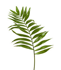 Chamaedorea elegans  leaf