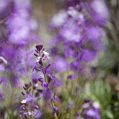 flora of Gran Canaria - Erysimum albescens