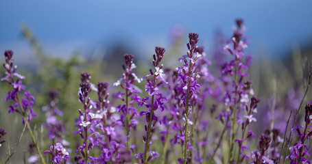 Naklejka premium flora of Gran Canaria - Erysimum albescens