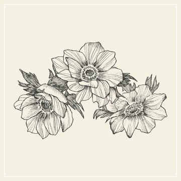 Vector vintage anemone set. Hand drawn illustration. Great for wedding invitations, birthday, valentines, save the date and greeting cards. Engraved decor element