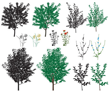 Several species of trees and flowers in color images and silhouettes