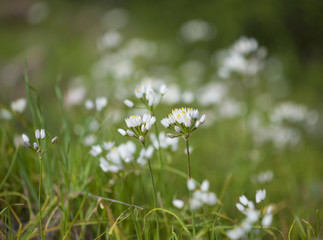 flora of Gran Canaria - flowering rosy garlic