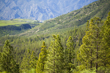 Fototapeta premium reforestated areas of Gran Canaria
