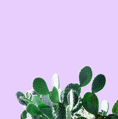 Cactus Design. Minimal Stil life. Trendy Bright different colors. Unusuall Background or wallpaper design