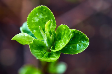 branches with young blossoming leaves against the dark background