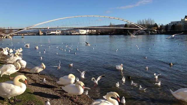 Cygnes et mouettes sur les rives du Rhin devant la Passerelle des Trois Pays &agrave; Huningue 