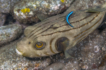Stiped puffer off Bali Coast © John Anderson