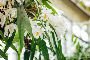 Obraz premium Dendrobium lindleyi Steud