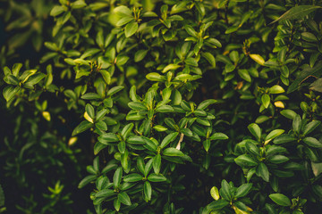 Bush, bush in the garden, gardening