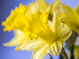  daffodil