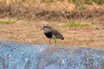 beautiful bird in venezuela