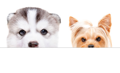 Husky puppy and Yorkshire terrier peeking from behind a banner, isolated on white background