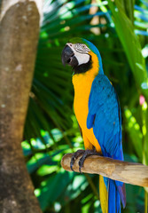 Parrot in Bali Island Indonesia