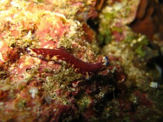 Nudibranchia