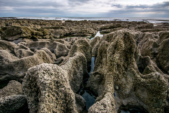  sea founa