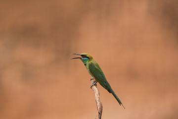 Little bee-eater