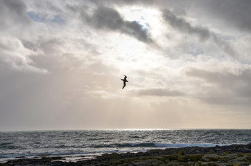 Bird in flight against a dramatic sky over the rocky ocean shore at Akranes, Iceland