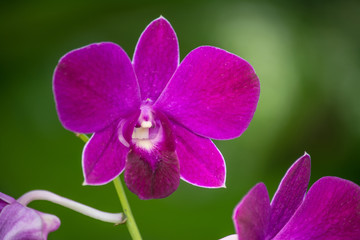 Vanda sanderiana that is the Queen of Philippine flowers and is worshiped as a diwata by the indigenous Bagobo people