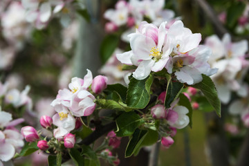 Obraz premium Branch of tree in full white blossom in spring in apple orchard, Picardy, France