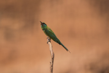 Little bee-eater