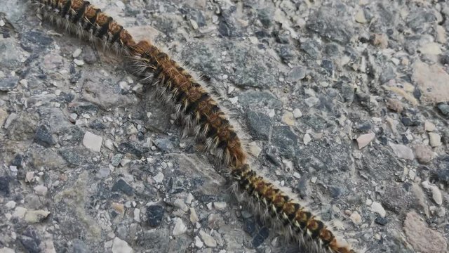 Close up macro shot of line of dangerous and posionous caterpillars crossing road in spain. Pest control bewares of toxic creature, pine processionary caterpillar of northern spain