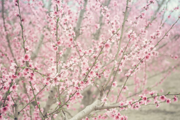 Peach blossom orchard texture - Pink, soft beautiful blossom of peach trees - Growth, change concept, hanami season - Japanese blossom festival - Colorful background of blooming cherry trees