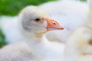 Small goose close up