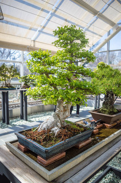 New York, NY / USA - April 2016: bonsai exhibition in Brooklyn Botanic Garden. Elegant bonsai tree in a wooden box closeup.