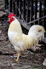 Rooster on the farm