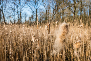 Fluffy overblown female flower spikes of Typha latifolia plants from close