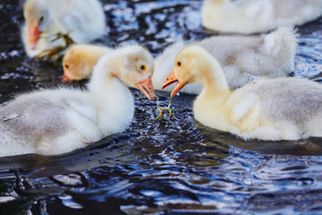 A flock of young goslings on the water in search of food.